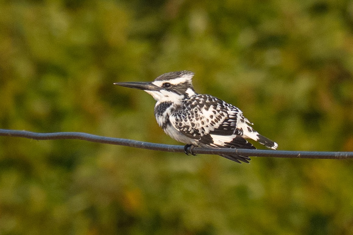 Pied Kingfisher - ML647215685