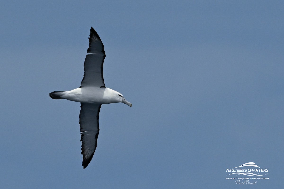 White-capped Albatross - ML647215686