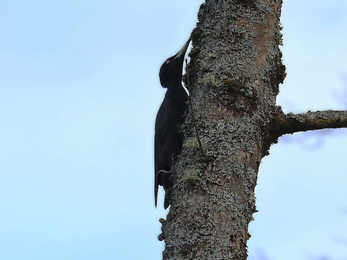 Black Woodpecker - ML647215687