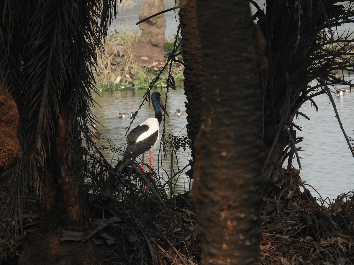 Black-necked Stork - ML647215689