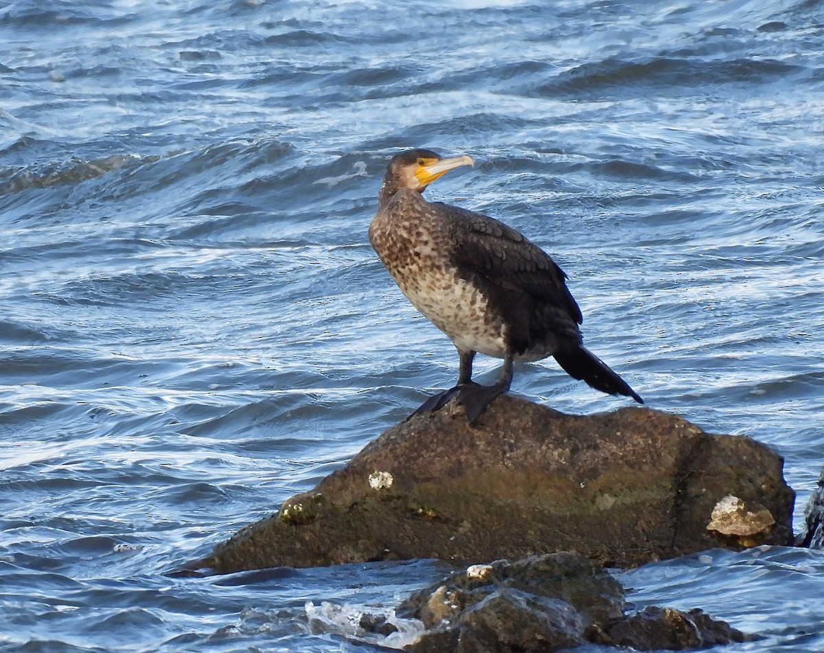 Japanese Cormorant - ML647215690