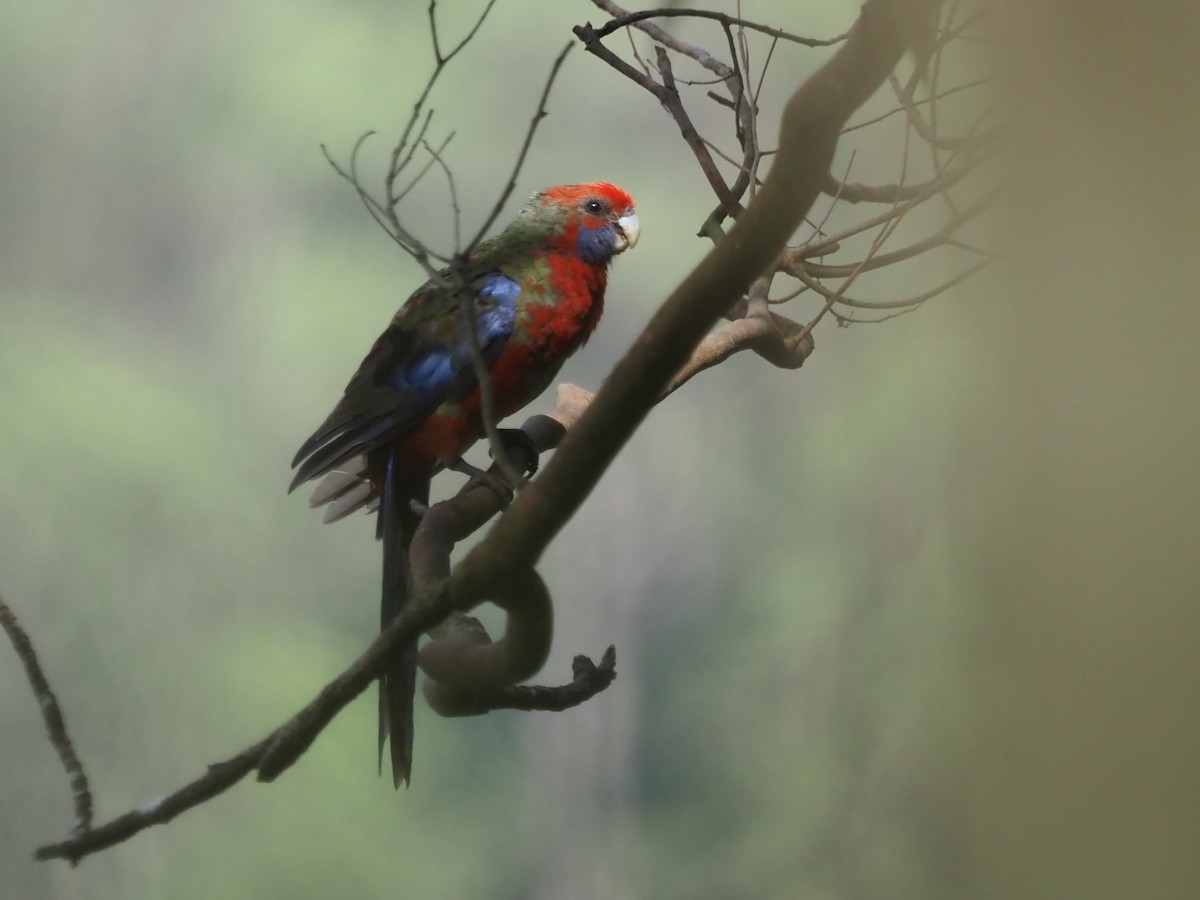 Crimson Rosella - ML647215691