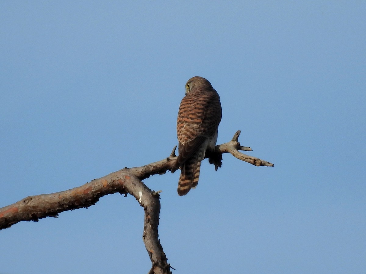 Eurasian Kestrel - ML647215692