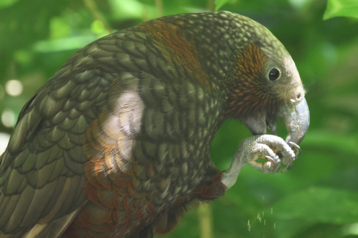 New Zealand Kaka - ML647215695