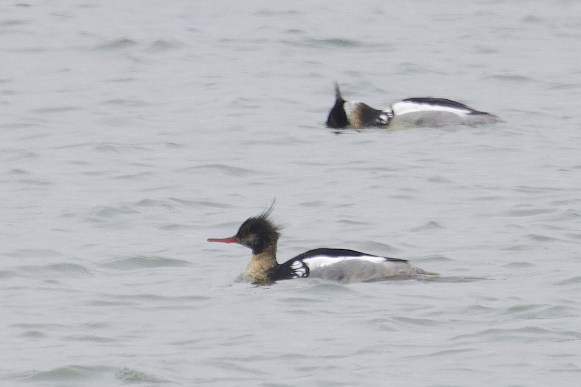 Red-breasted Merganser - ML647215696