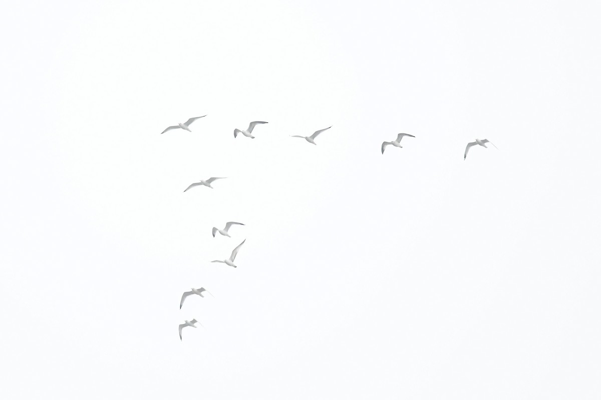 American Herring Gull - ML647215704