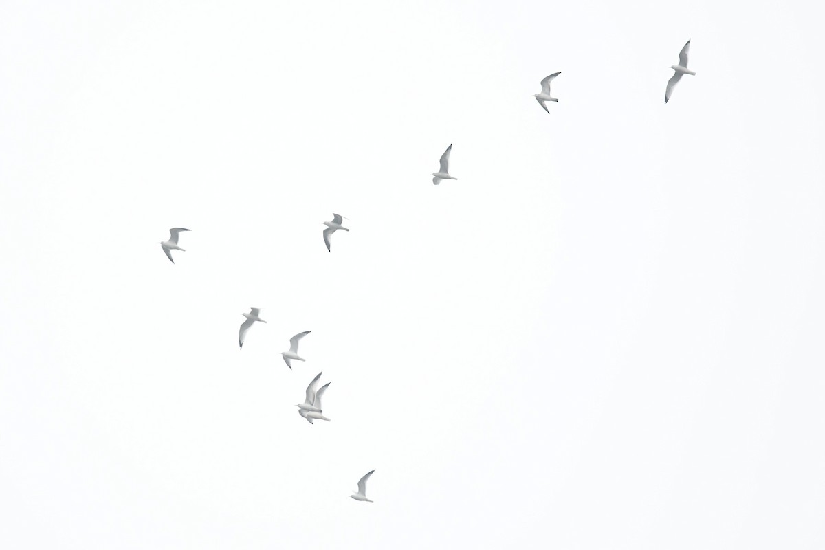 American Herring Gull - ML647215705