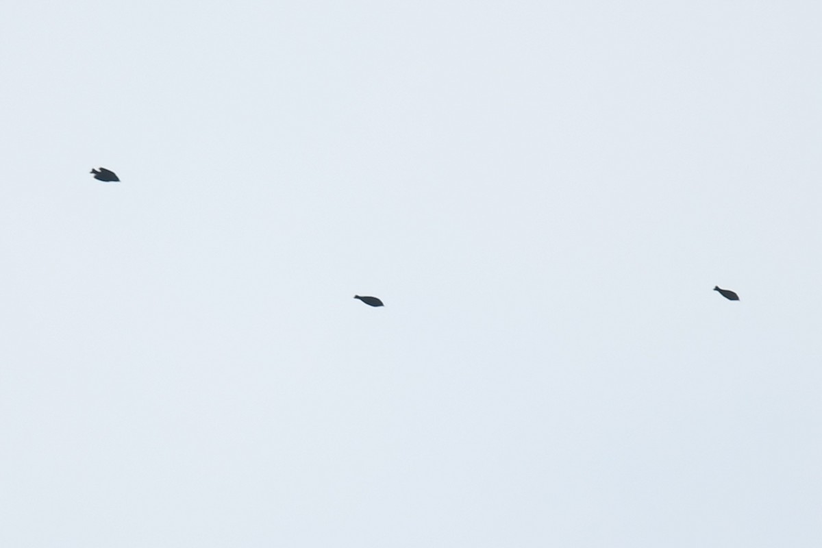 blackbird sp. - ML647215710