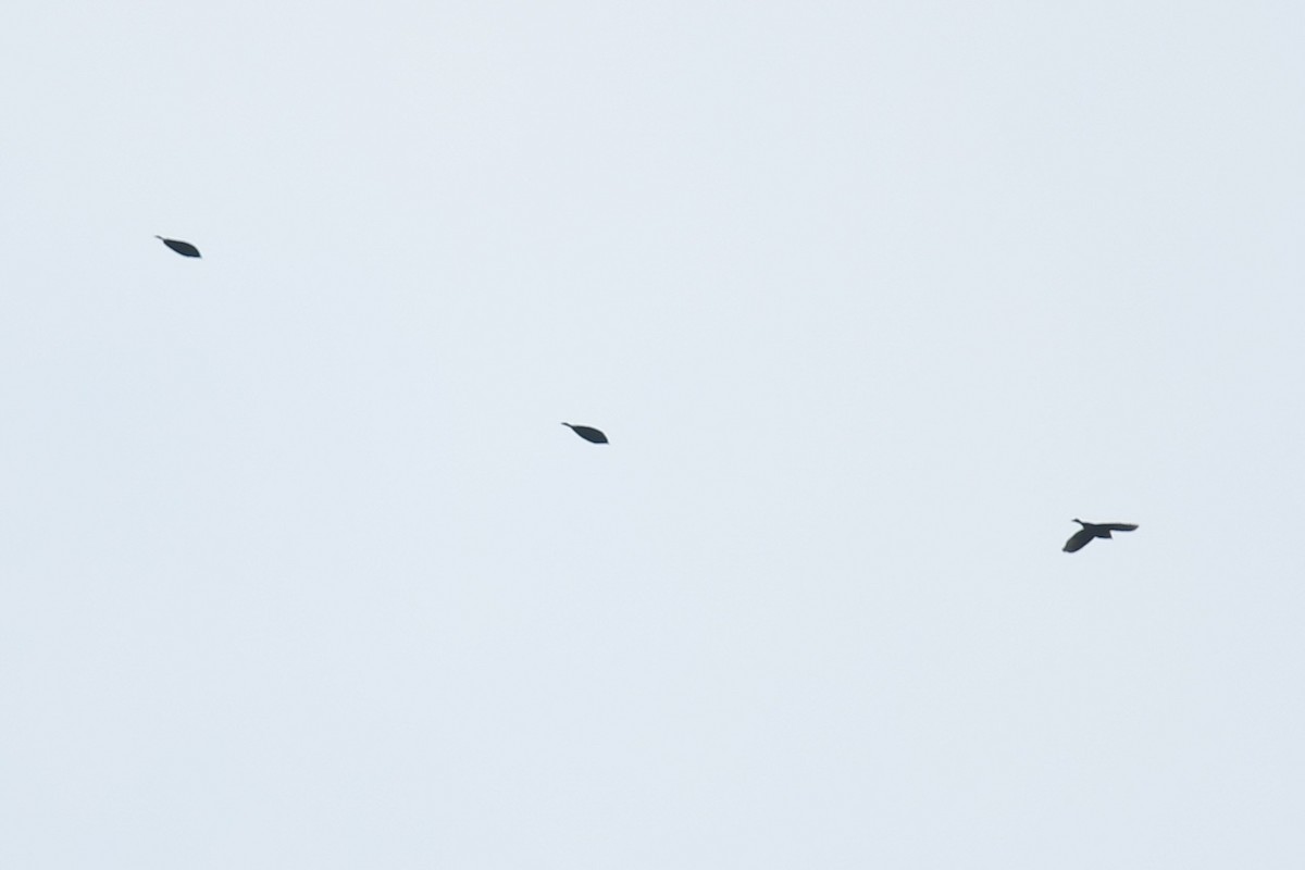 blackbird sp. - ML647215711