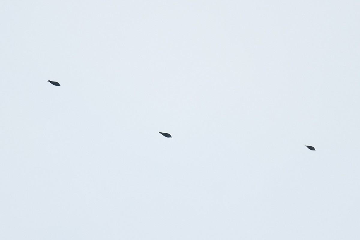 blackbird sp. - ML647215712