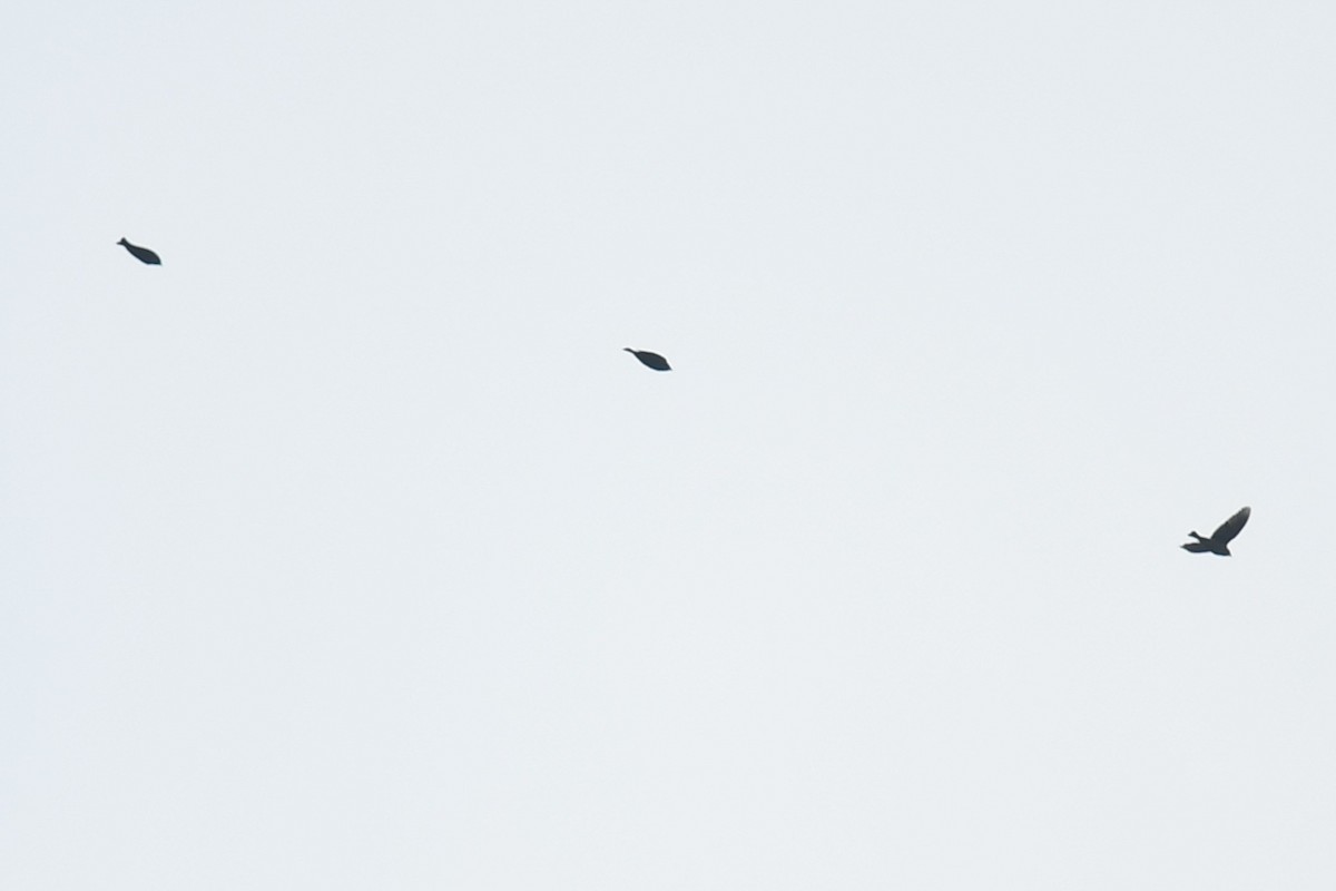 blackbird sp. - ML647215713