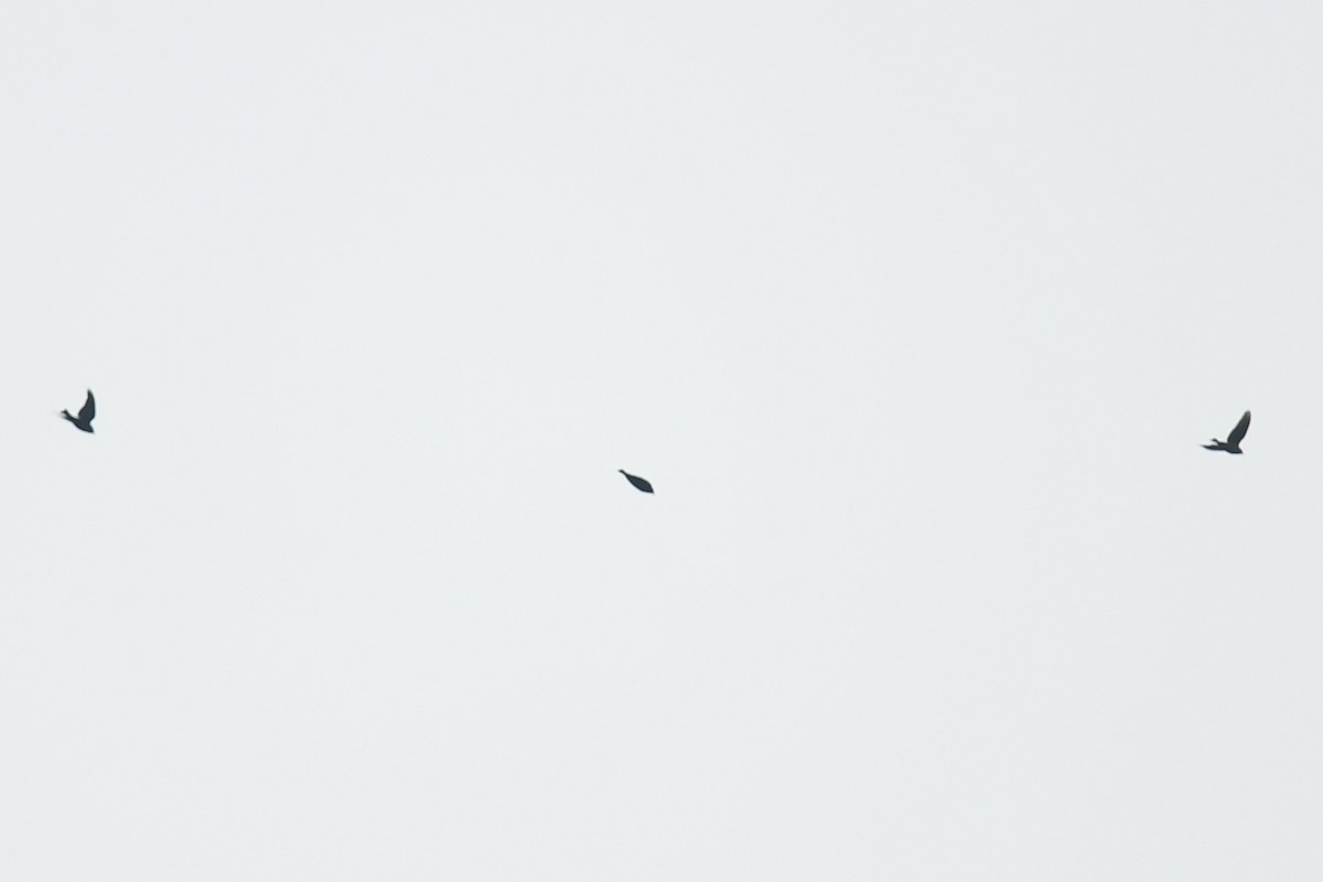 blackbird sp. - ML647215714