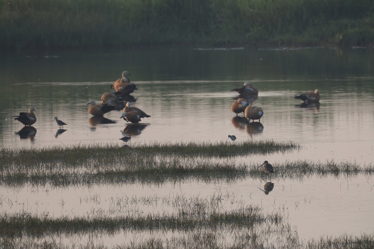 Ruddy Shelduck - ML647215718