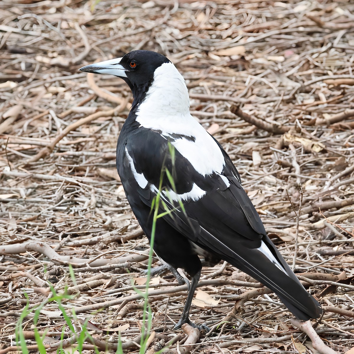 Australian Magpie - ML647215722