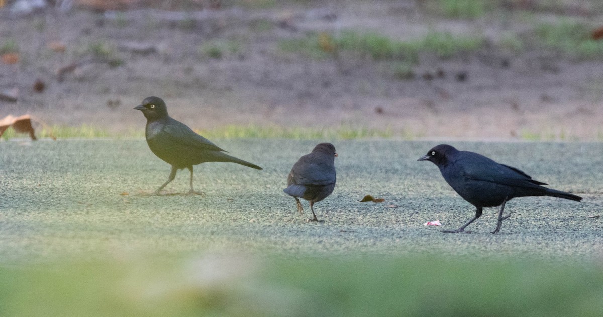 Brewer's Blackbird - ML647215723