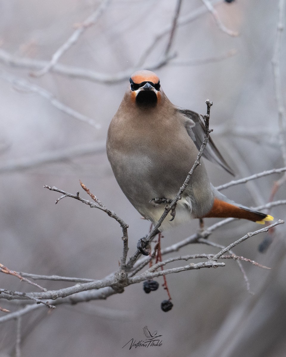Bohemian Waxwing - ML647215724