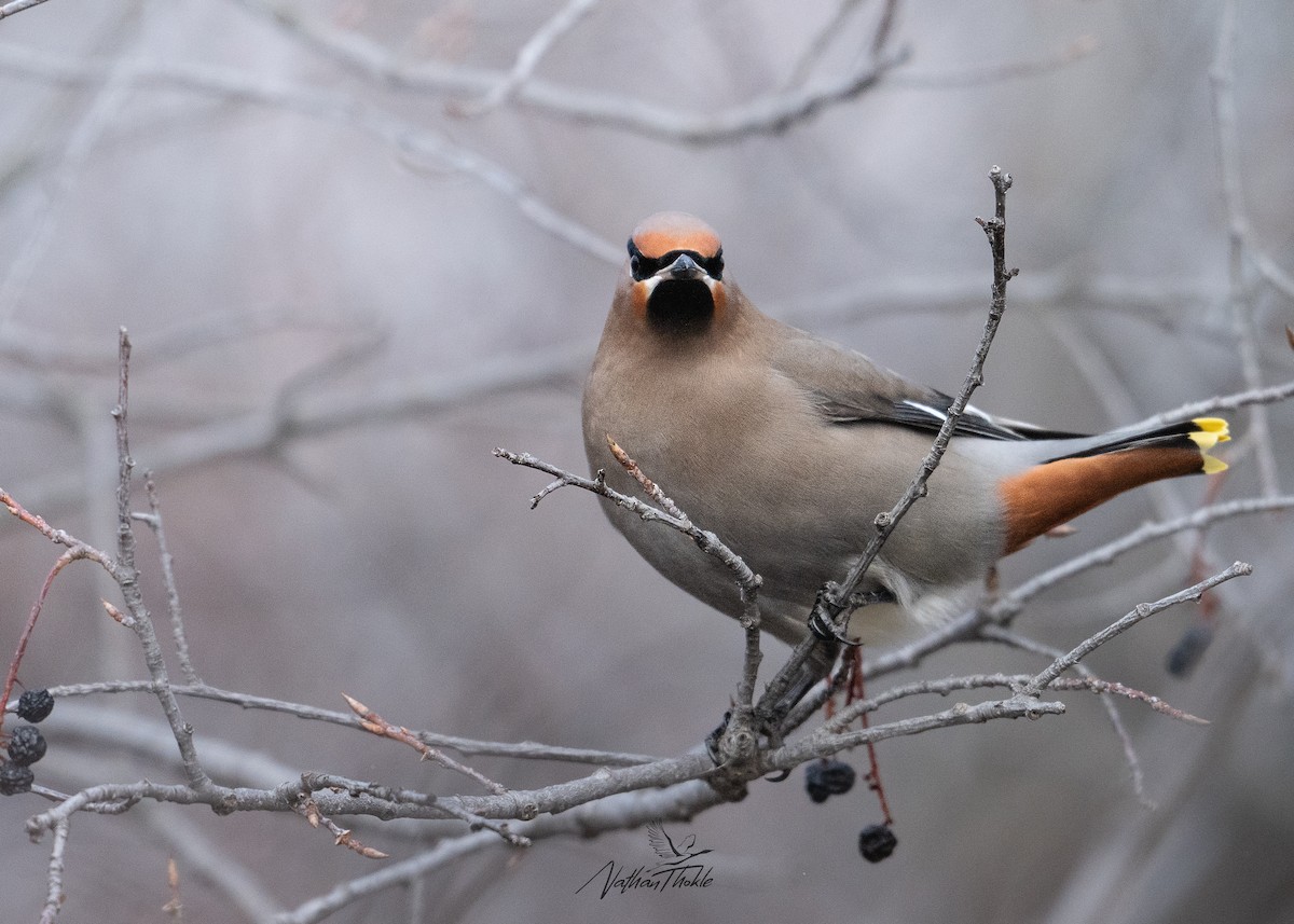 Bohemian Waxwing - ML647215725