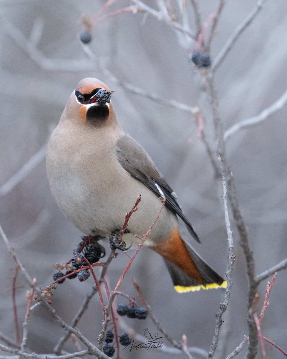 Bohemian Waxwing - ML647215726