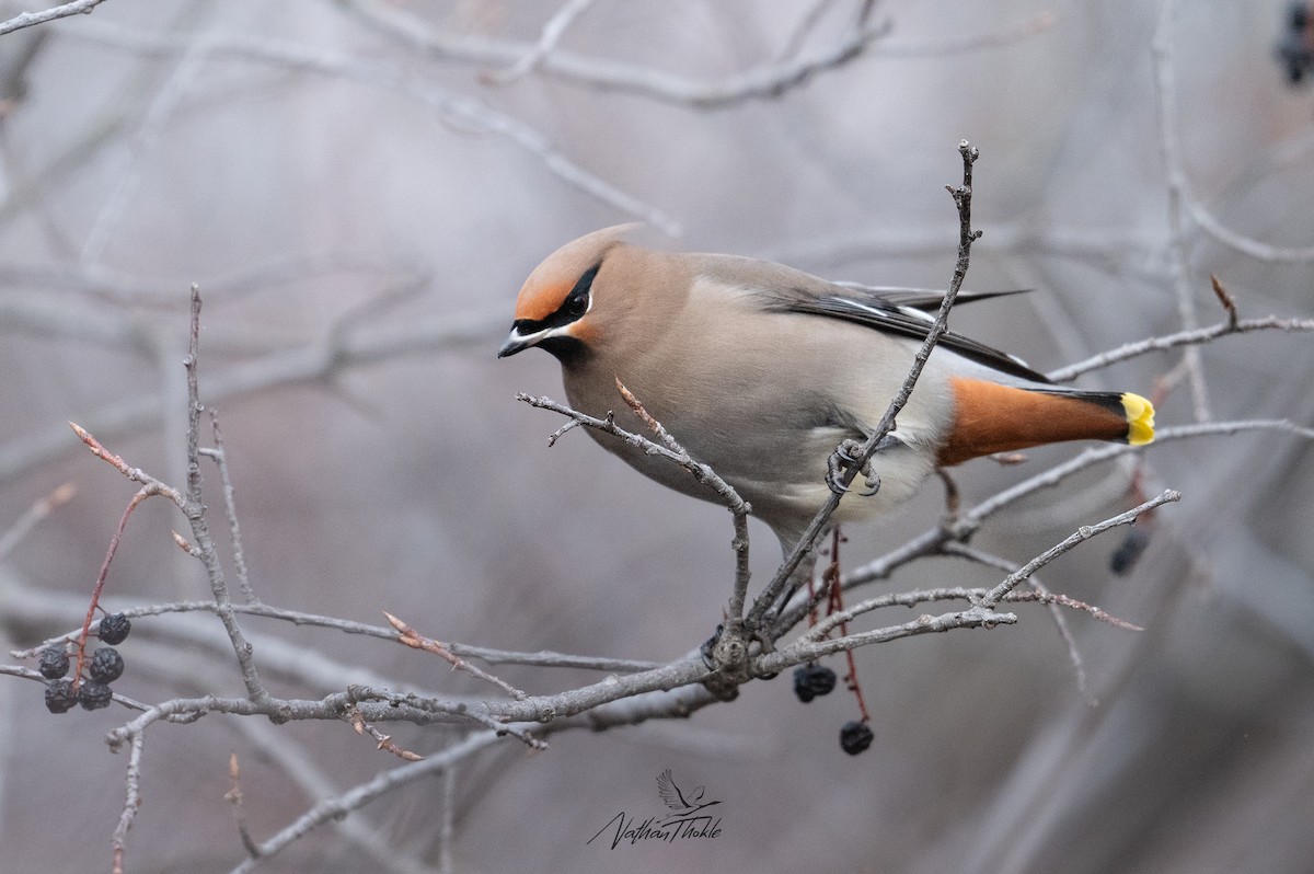 Bohemian Waxwing - ML647215727