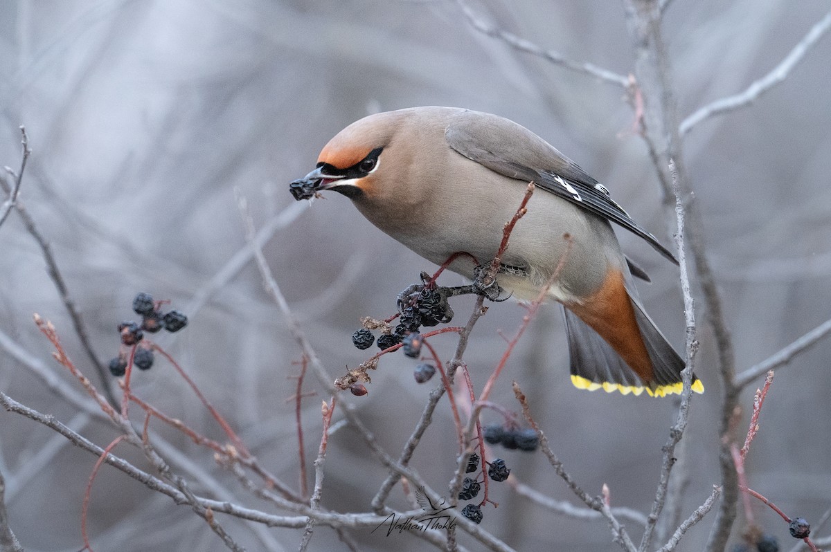 Bohemian Waxwing - ML647215728