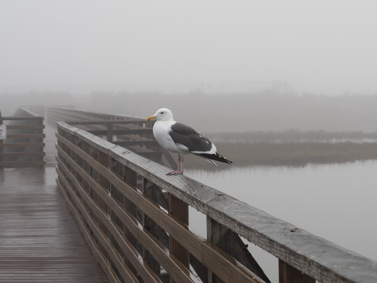 Western Gull - ML647215729
