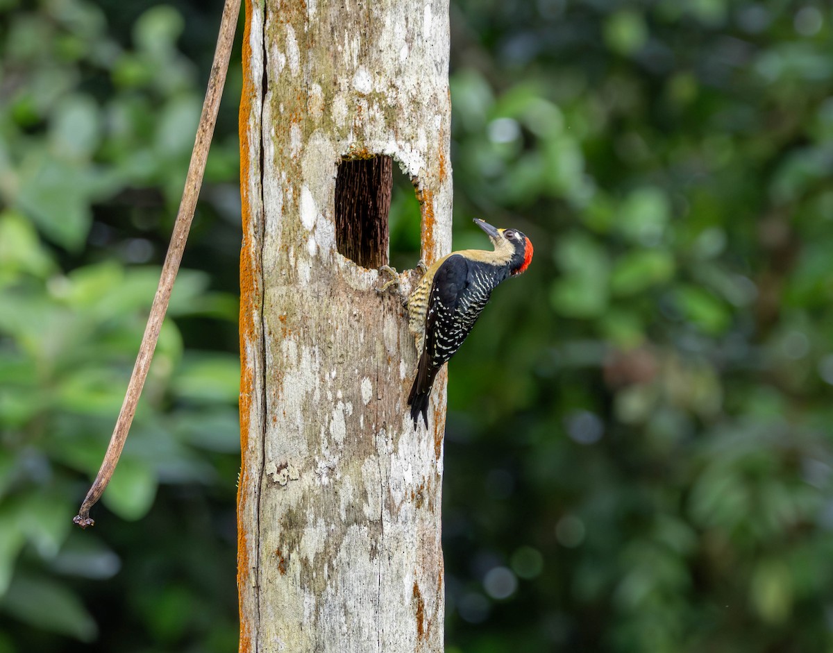 Black-cheeked Woodpecker - ML647215730