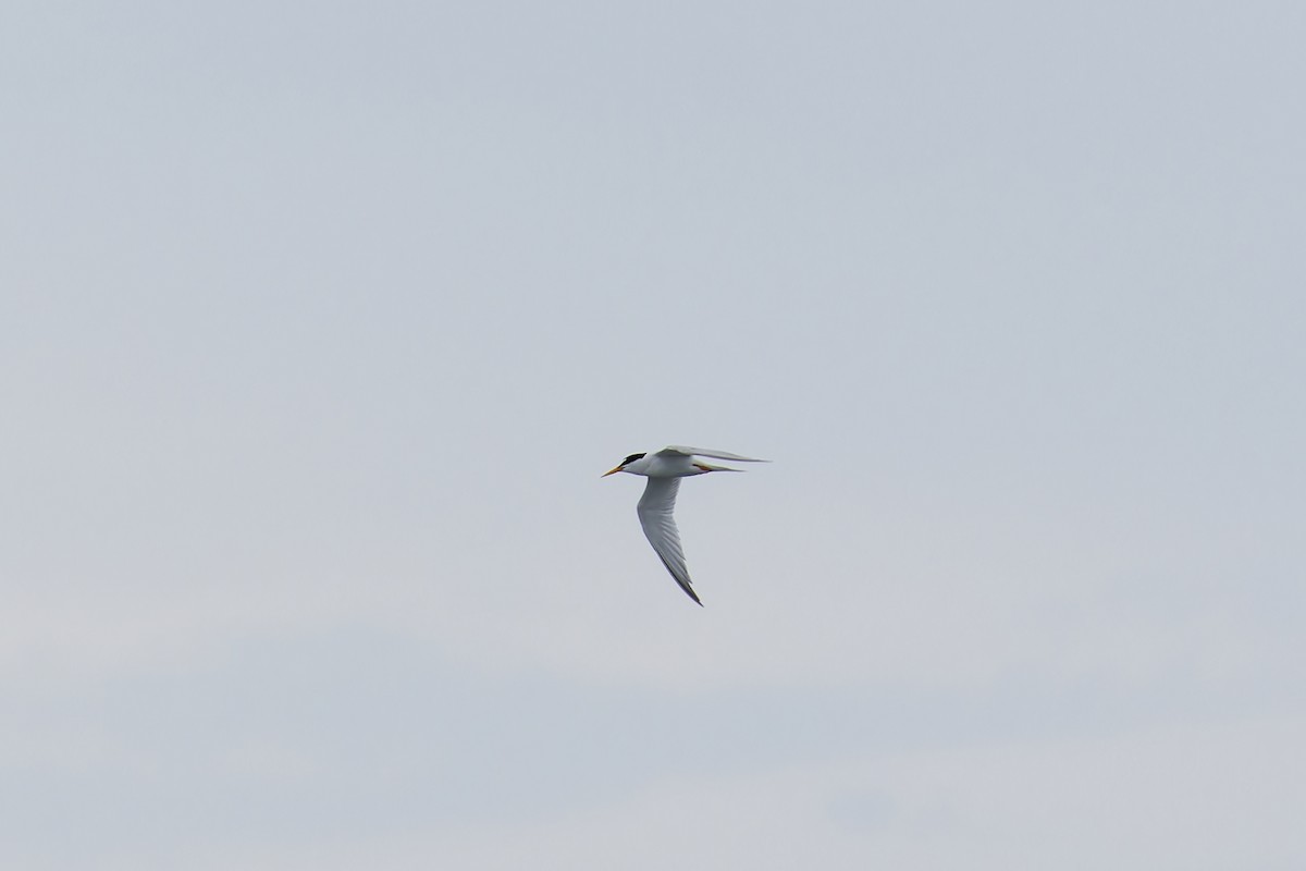 Little Tern - ML647215731