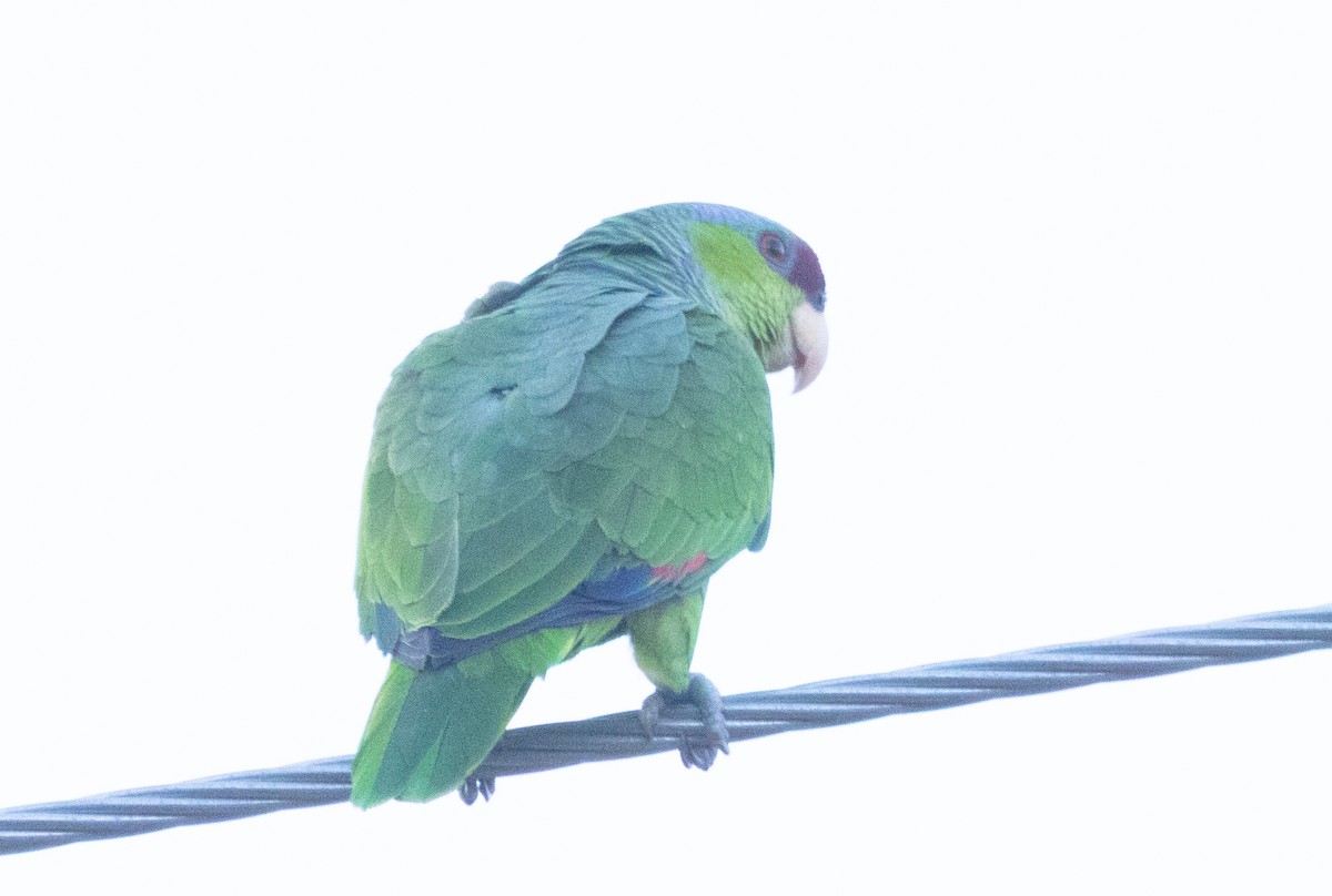 Lilac-crowned Amazon - ML647215732