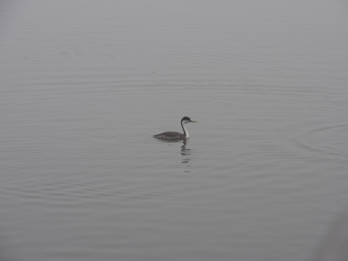 Western Grebe - ML647215733