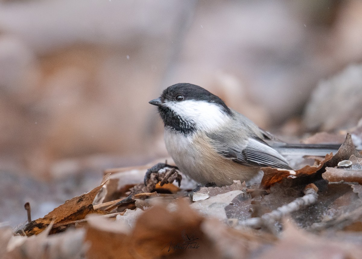 Black-capped Chickadee - ML647215735
