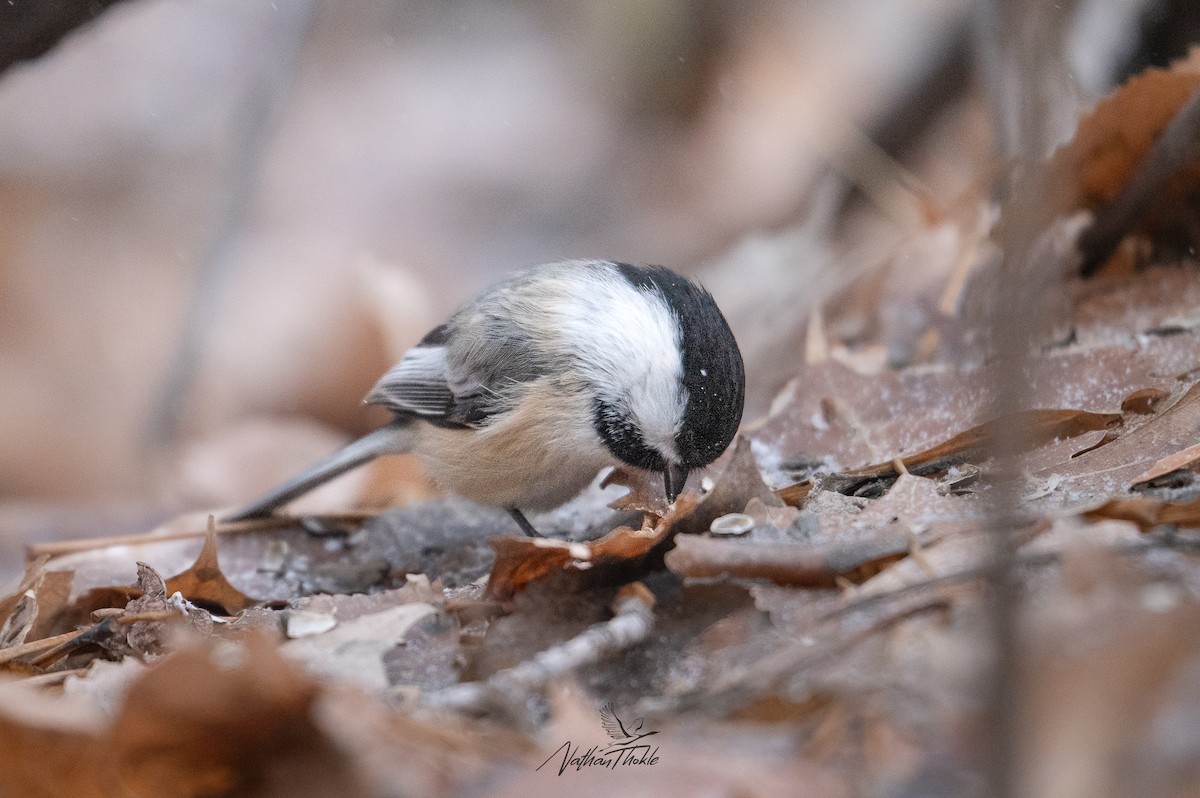Black-capped Chickadee - ML647215736