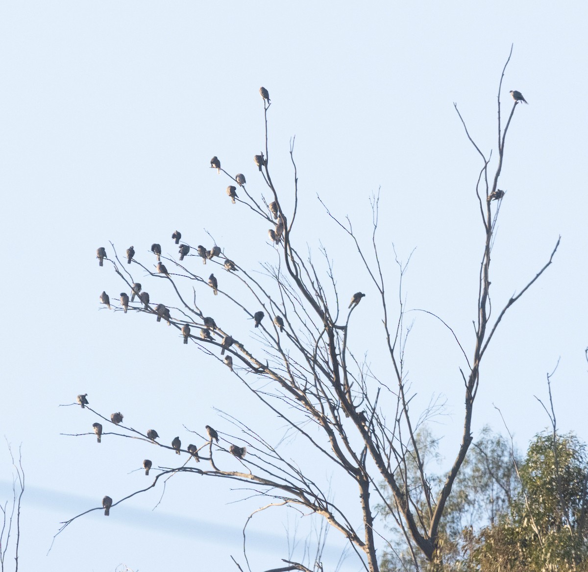 Band-tailed Pigeon - ML647215737