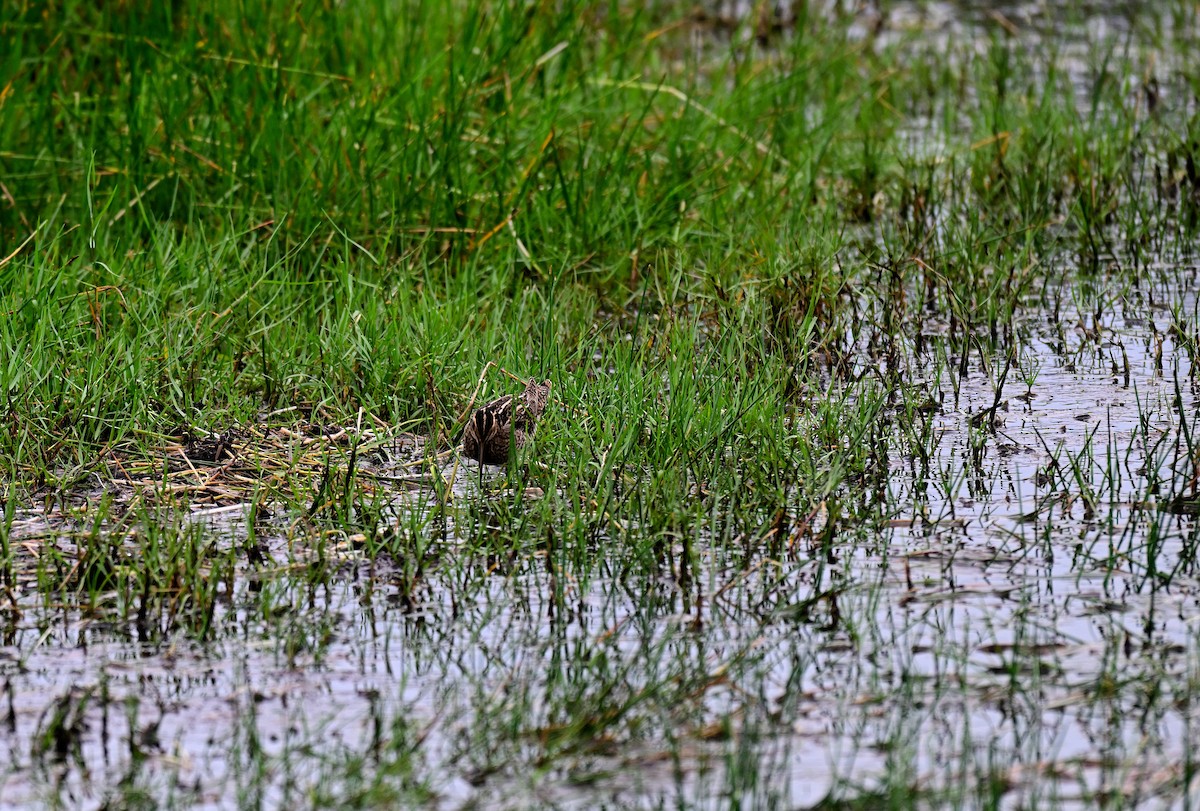 Common Snipe - ML647215738