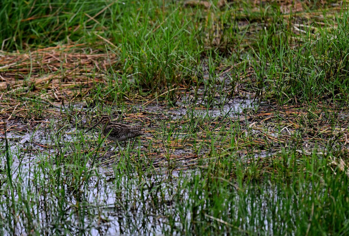 Common Snipe - ML647215739