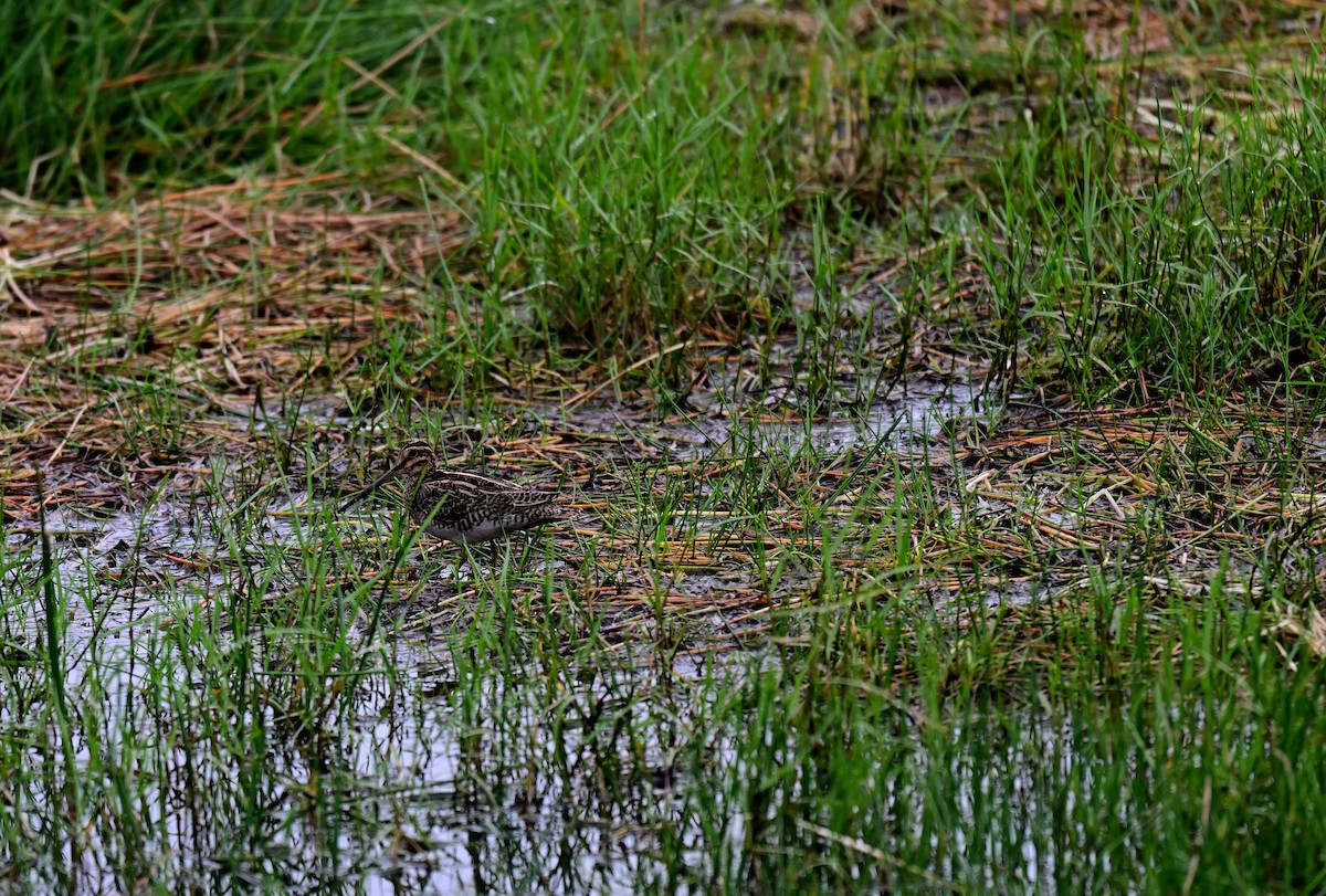 Common Snipe - ML647215740
