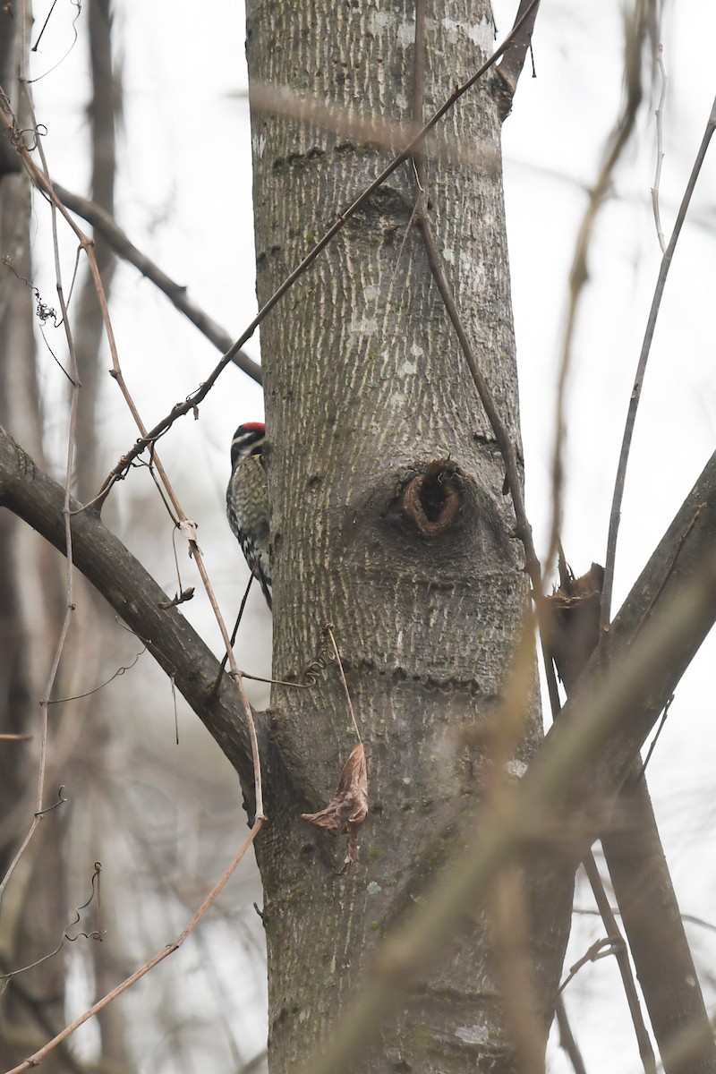 Yellow-bellied Sapsucker - ML647215742