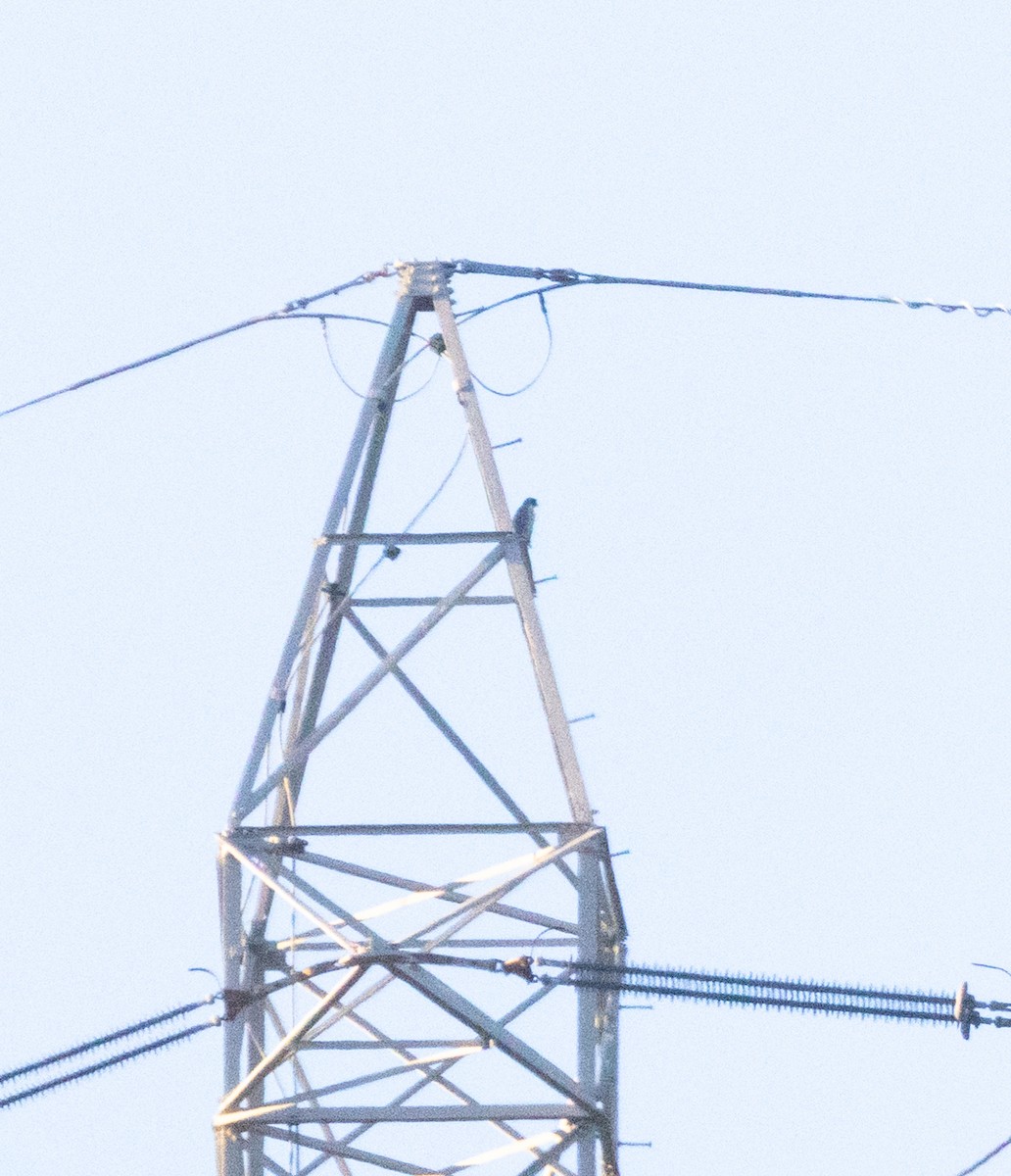 Peregrine Falcon - ML647215744