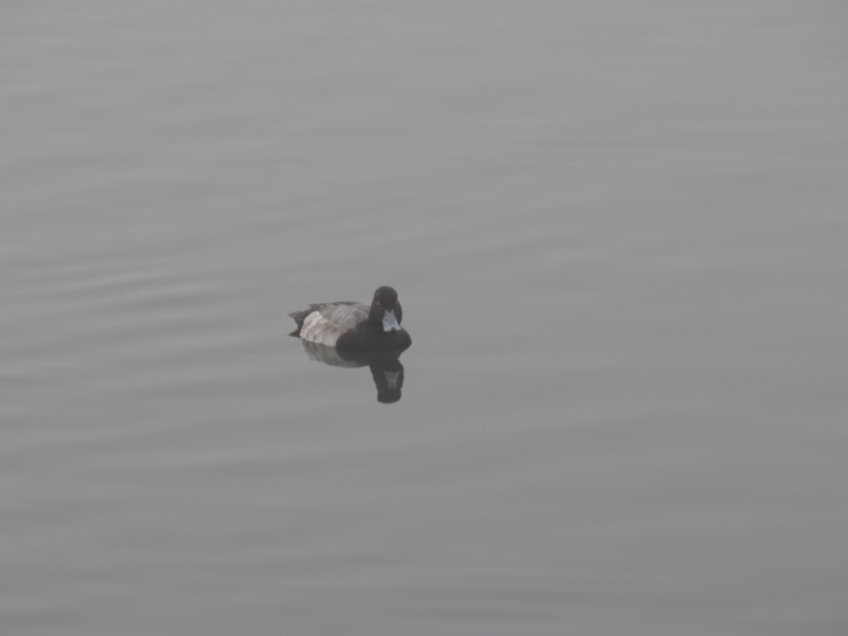 Lesser Scaup - ML647215745