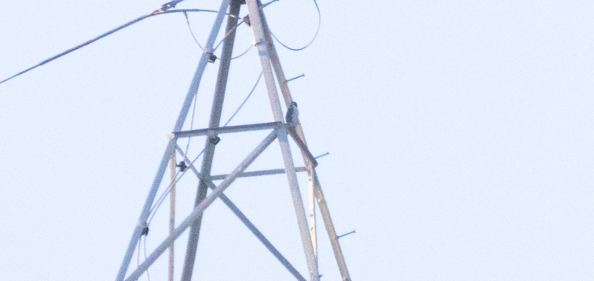 Peregrine Falcon - ML647215748