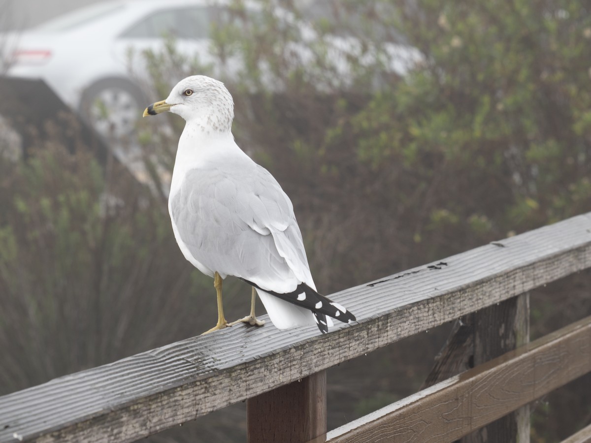 Ring-billed Gull - ML647215750