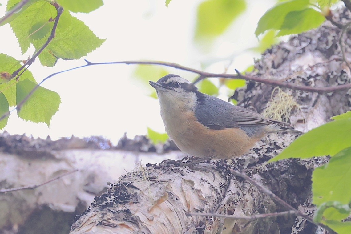 Red-breasted Nuthatch - ML647215752
