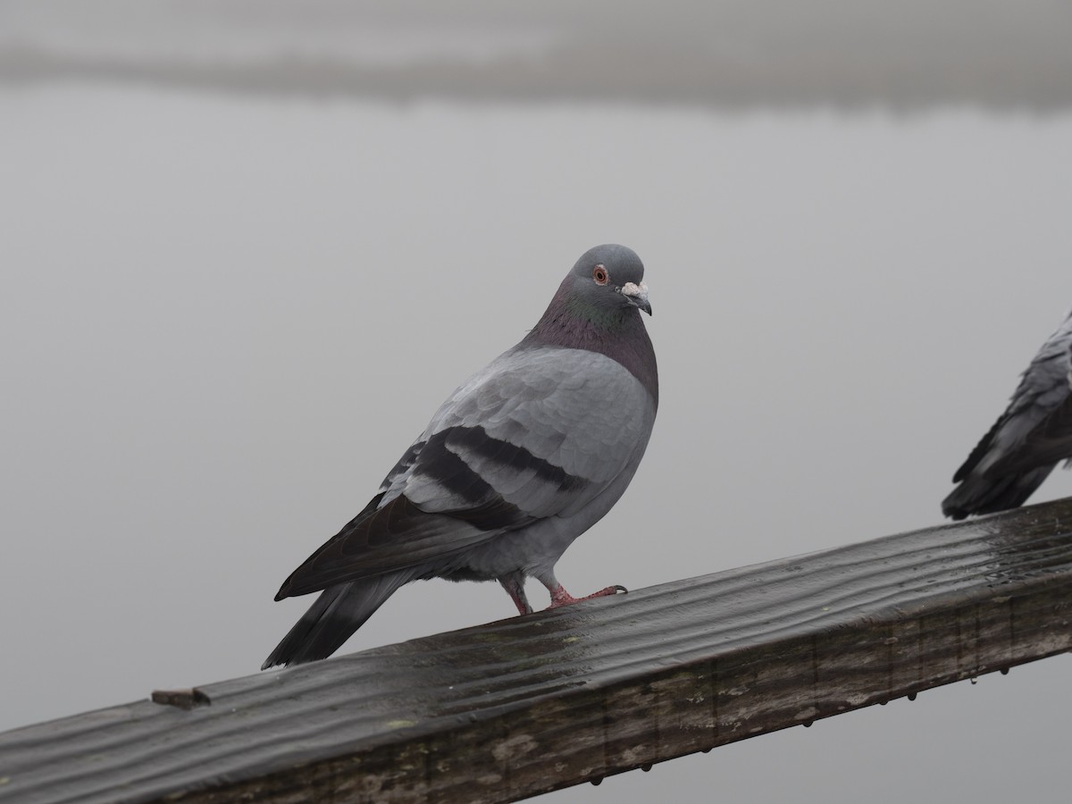Rock Pigeon (Feral Pigeon) - ML647215753