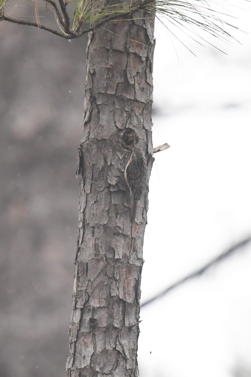 Brown Creeper - ML647215756