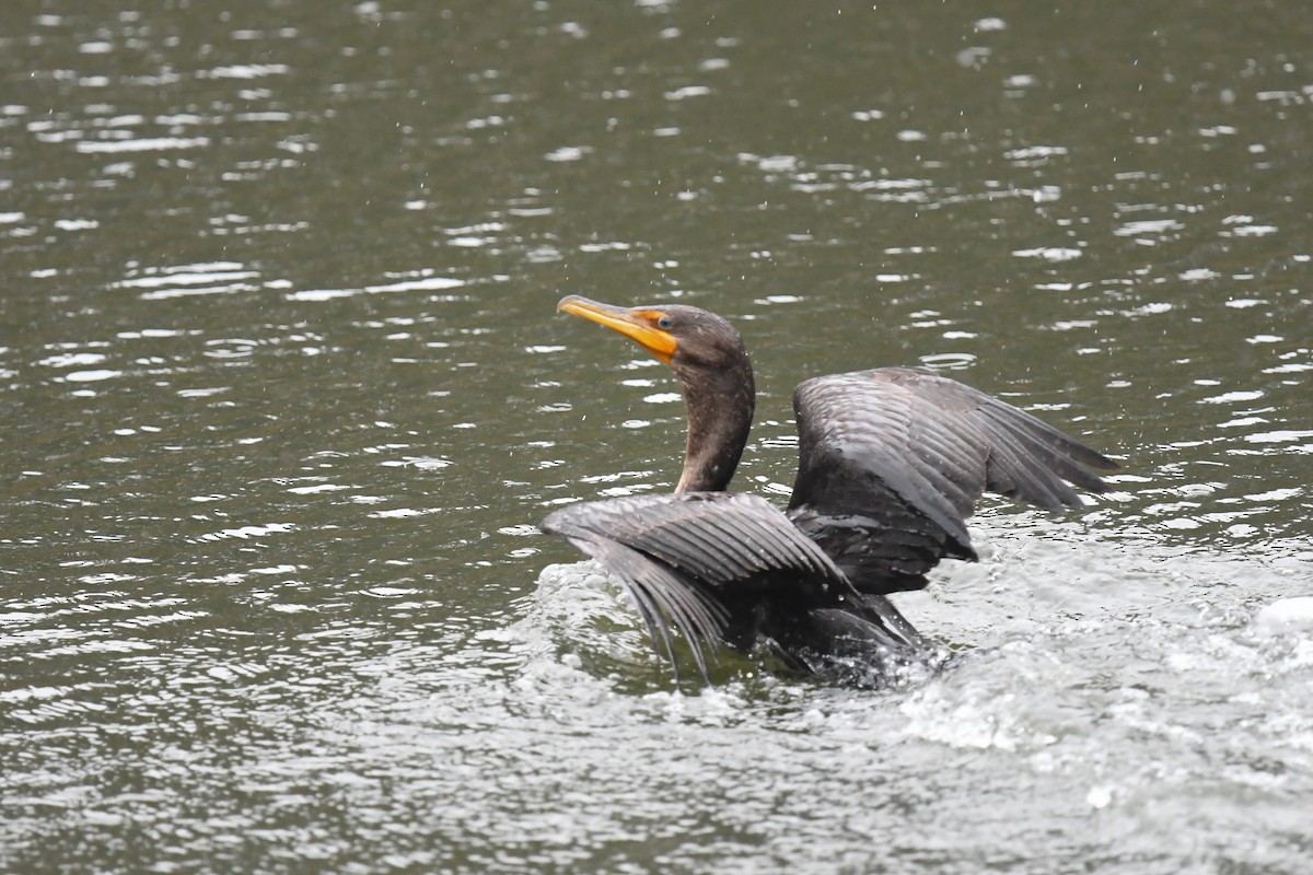 Double-crested Cormorant - ML647215758
