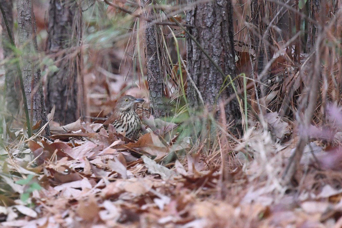 Brown Thrasher - ML647215760
