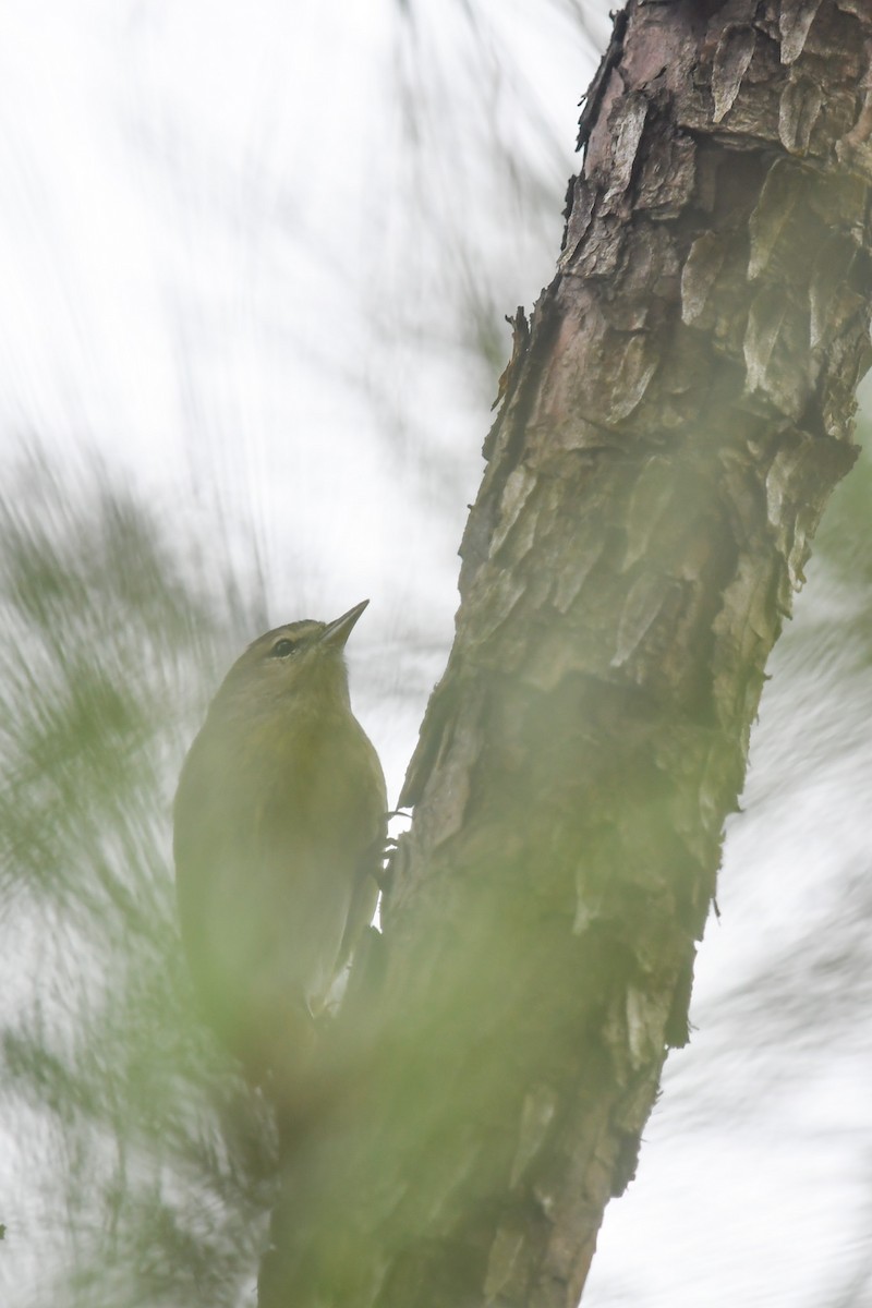 Orange-crowned Warbler - ML647215763