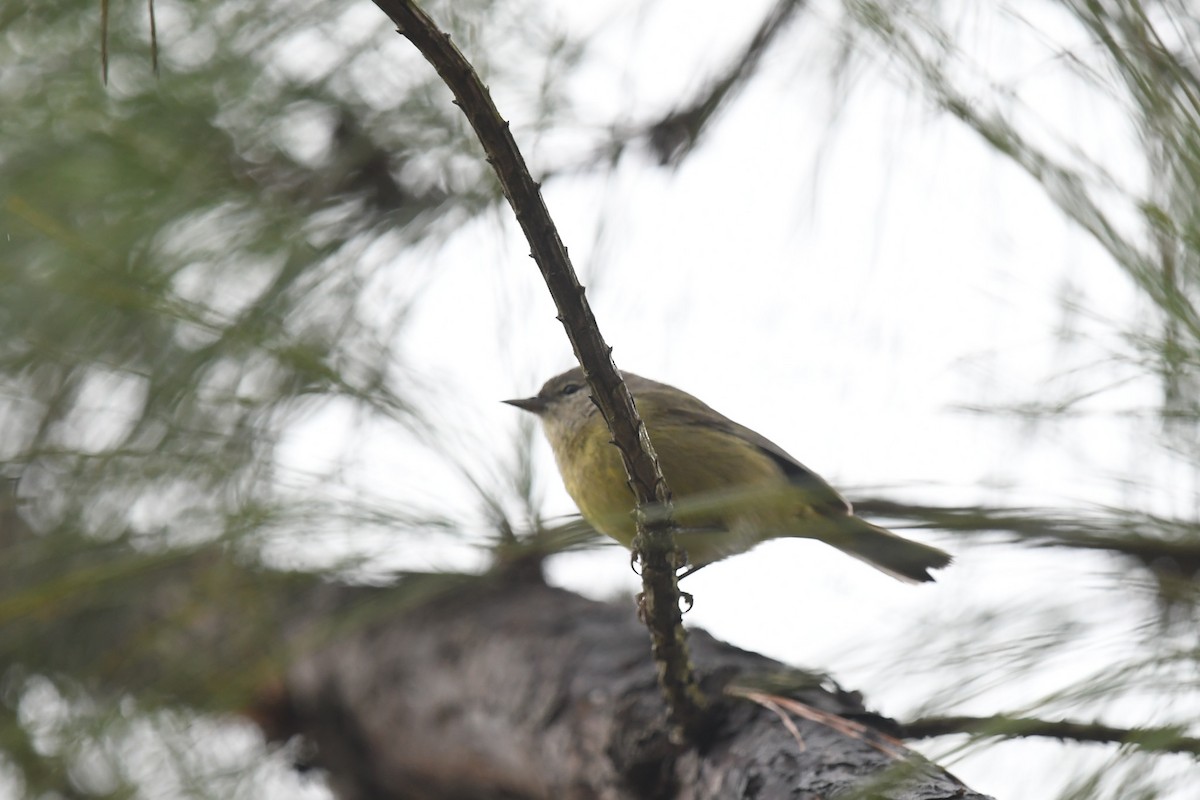 Orange-crowned Warbler - ML647215764