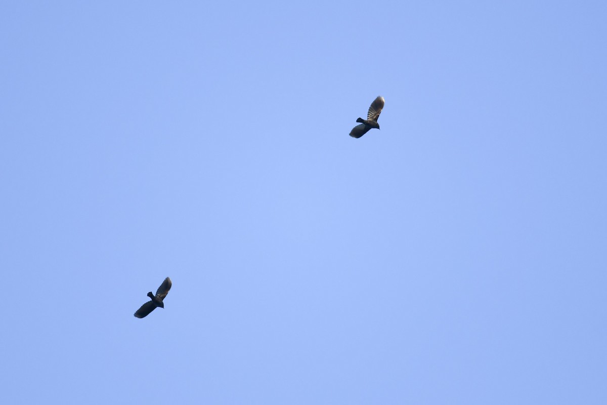 Red-winged Blackbird - ML647215769