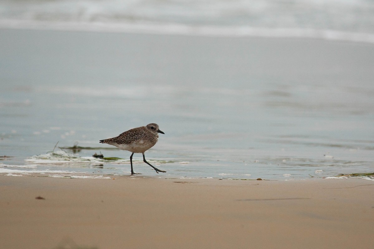 Black-bellied Plover - ML647215774