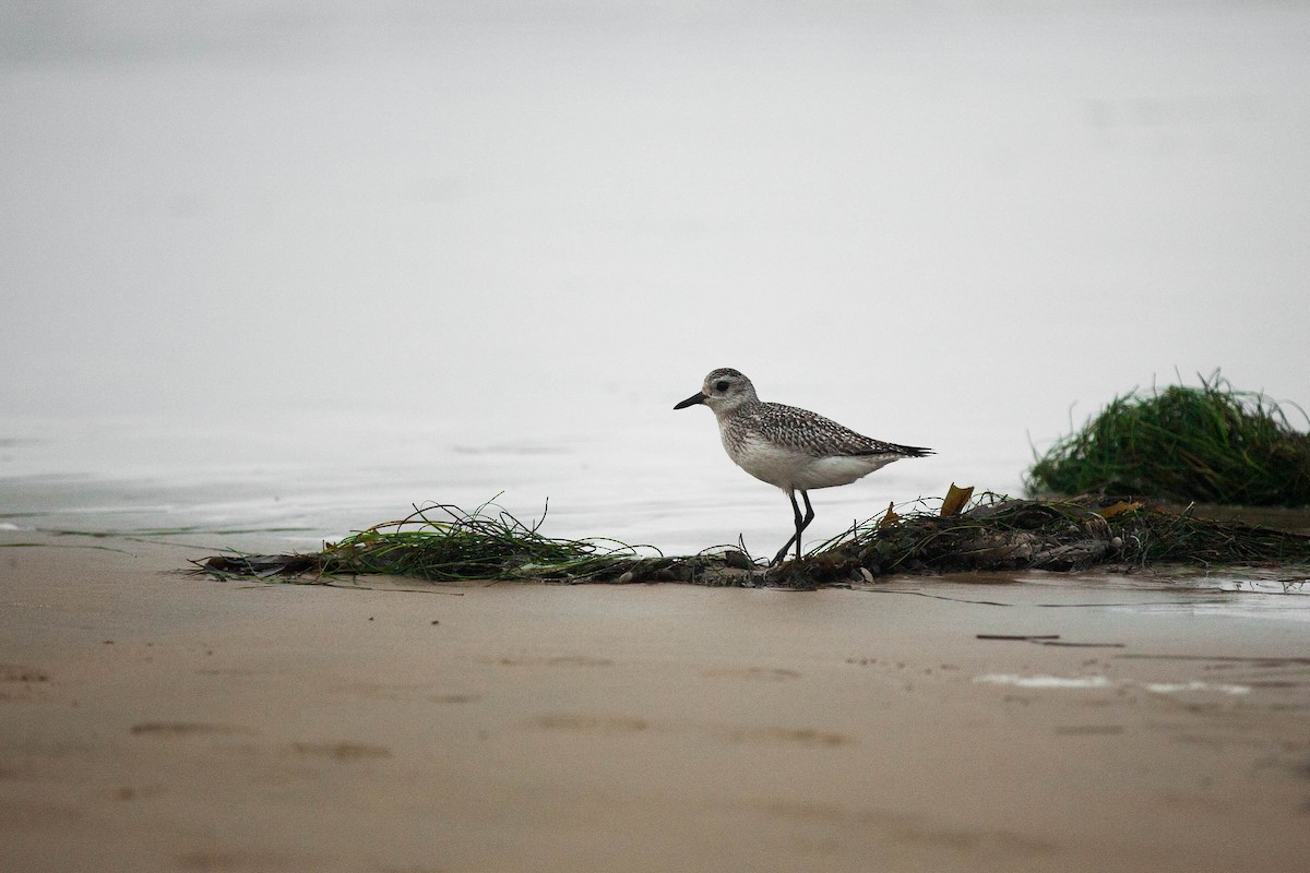 Black-bellied Plover - ML647215775